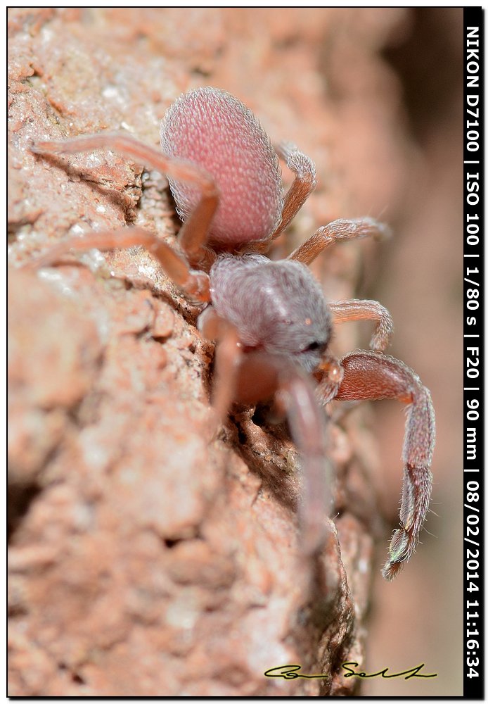 Palpimanus gibbulus; cf. Zimirina sp. - Alghero (SS)